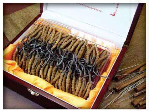 湖北冬虫夏草回收